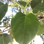 Cordia africana برگ