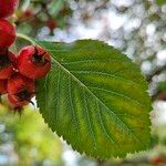 Crataegus persimilis ഇല