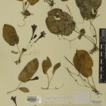 Didymocarpus cinereus Otro