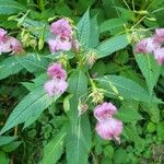 Impatiens glanduliferaKvět