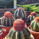 Melocactus intortus Leaf