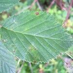 Rubus montanus Foglia