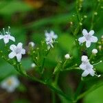 Valeriana tripteris फूल