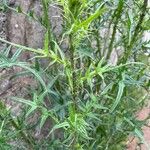 Cirsium ferox Folha