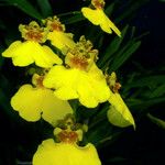 Gomesa varicosa Λουλούδι
