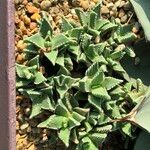 Faucaria tigrina Vivejo