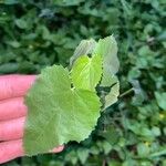 Abutilon trisulcatum 葉