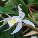 Coelogyne foerstermannii Flor