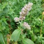 Mentha longifoliaBlüte