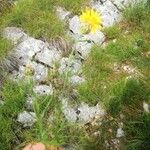 Centaurea rupestris Blad