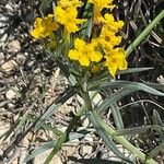 Lithospermum incisum Blüte