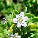 Lycium tenuispinosum Fleur