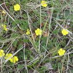 Potentilla pusilla Habitat