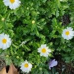 Mauranthemum paludosum Kvet