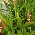 Heliconia psittacorum 葉