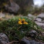 Bidens andicola Blüte