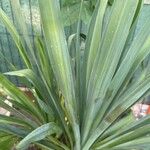 Beschorneria yuccoides Leaf