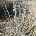 Artemisia frigida Blatt