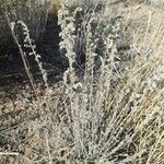 Artemisia frigida Lapas