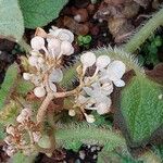 Begonia acida Flor