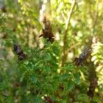 Hypericum balearicum Flor