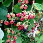 Rubus fruticosus Fruit