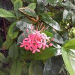 Ixora javanica Flor