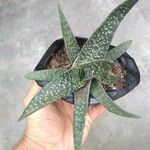 Gasteria distichaপাতা