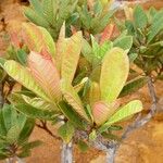 Xanthostemon sebertii Hábito