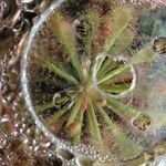 Drosera spatulata পাতা