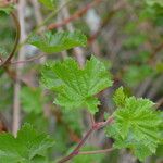 Rubus deliciosus Foglia