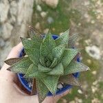 Haworthia limifolia Leaf