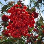 Sorbus aucuparia Fruit