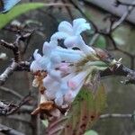 Viburnum × bodnantense Kwiat