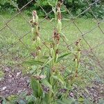 Cephalanthera damasonium आदत