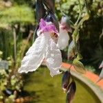 Thalia geniculata Blomst