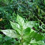 Casearia acuminata Листок