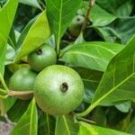 Atractocarpus fitzalanii Frukt