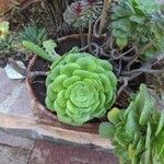 Aeonium castello-paivaeЛисток