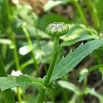 Leucanthemum ircutianum Квітка