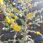 Verbascum pulverulentum പുഷ്പം