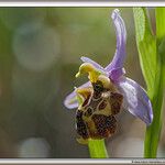 Ophrys vetula Other