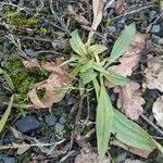 Plantago lanceolata Blad