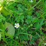 Potentilla sterilis ശീലം