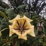 Solandra maxima Flor