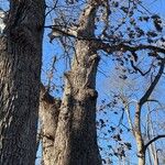 Quercus stellata Bark