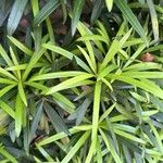 Podocarpus macrophyllus Ліст