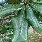 Southern magnoliaFolio