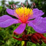 Clappertonia ficifolia Blüte