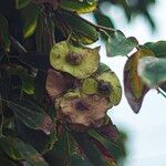 Pterocarpus indicusMeyve